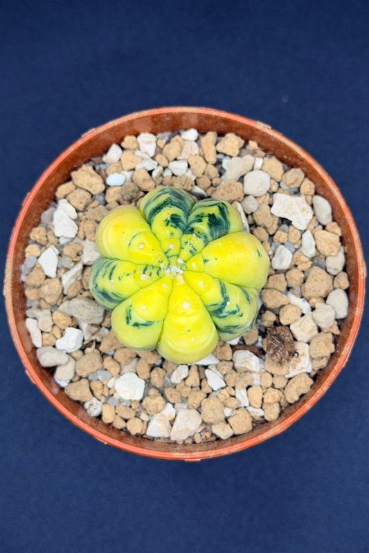 Astrophytum Asterias Variegado