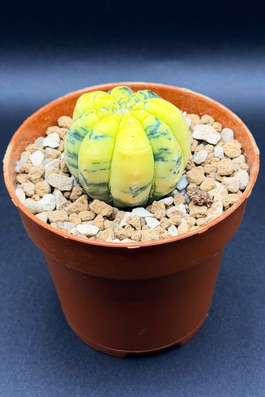 Astrophytum Asterias Variegado