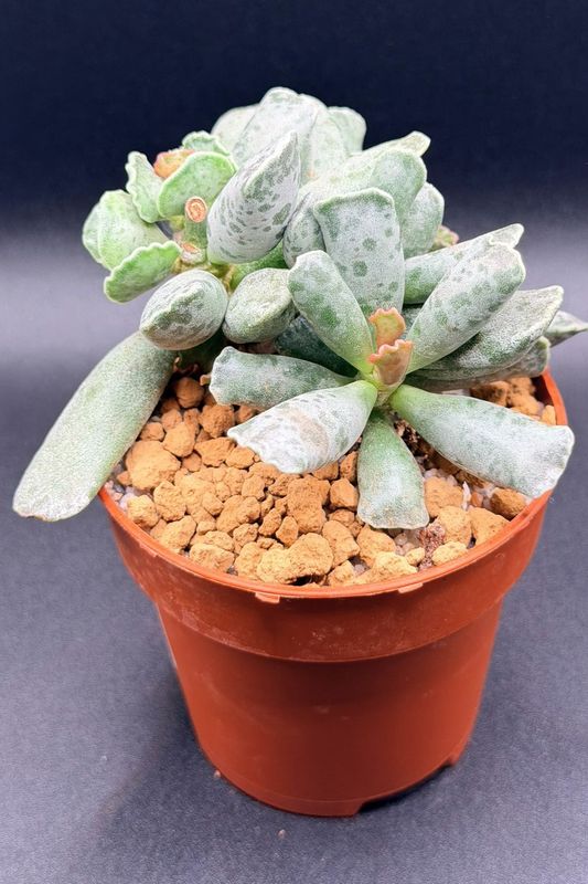 Adromischus cooperi