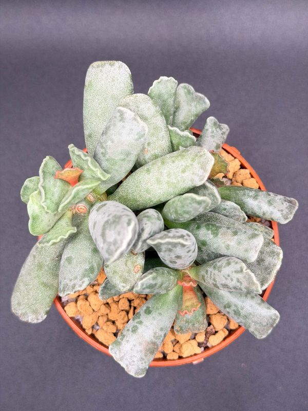 Adromischus cooperi