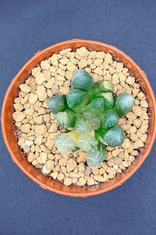Haworthia cooperi variegated