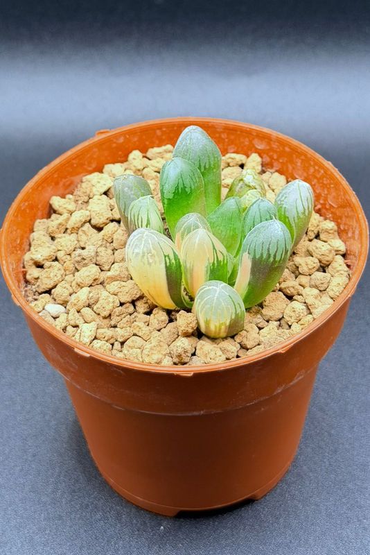 Haworthia cooperi variegated