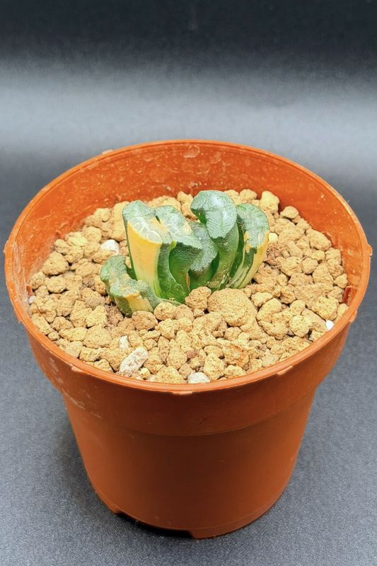 Haworthia truncata variegated
