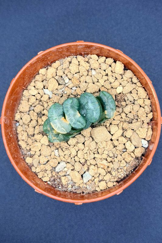 Haworthia truncata variegated