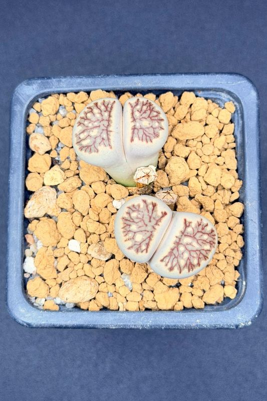 Lithops julii cv. 'Kiku'