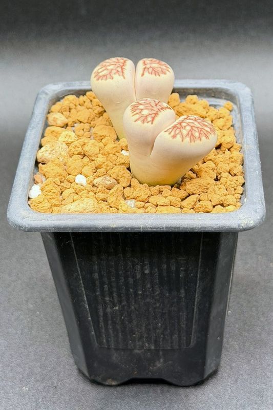 Lithops julii cv. 'Kiku'