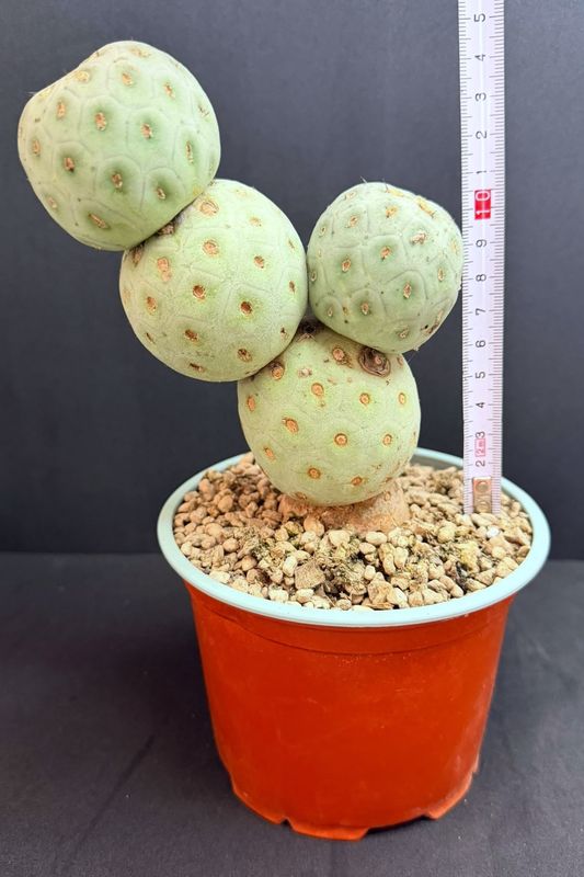 Tephrocactus geometricus