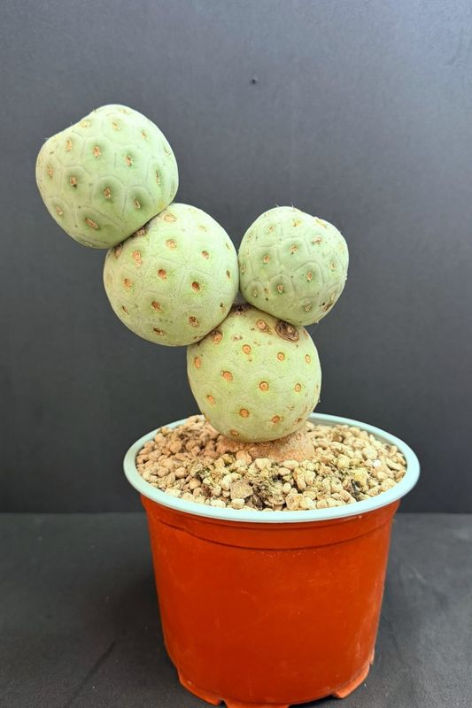 Tephrocactus geometricus