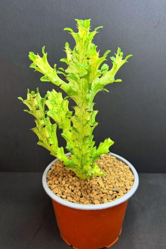 Euphorbia lactea variegata