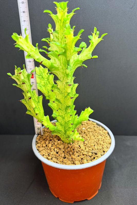 Euphorbia lactea variegata