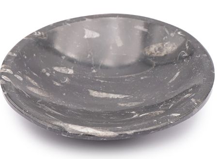 bol orthoceras A+ rond 150 MM