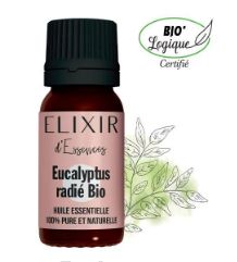 eucalyptus radié