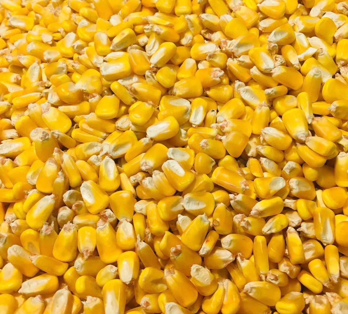 Deer Corn