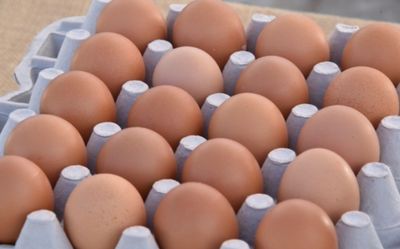Fresh Eggs