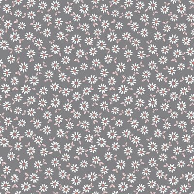 Jersey sweet daisy flowers rock grey