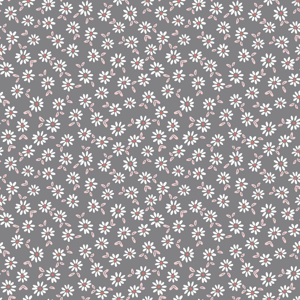 Jersey sweet daisy flowers rock grey