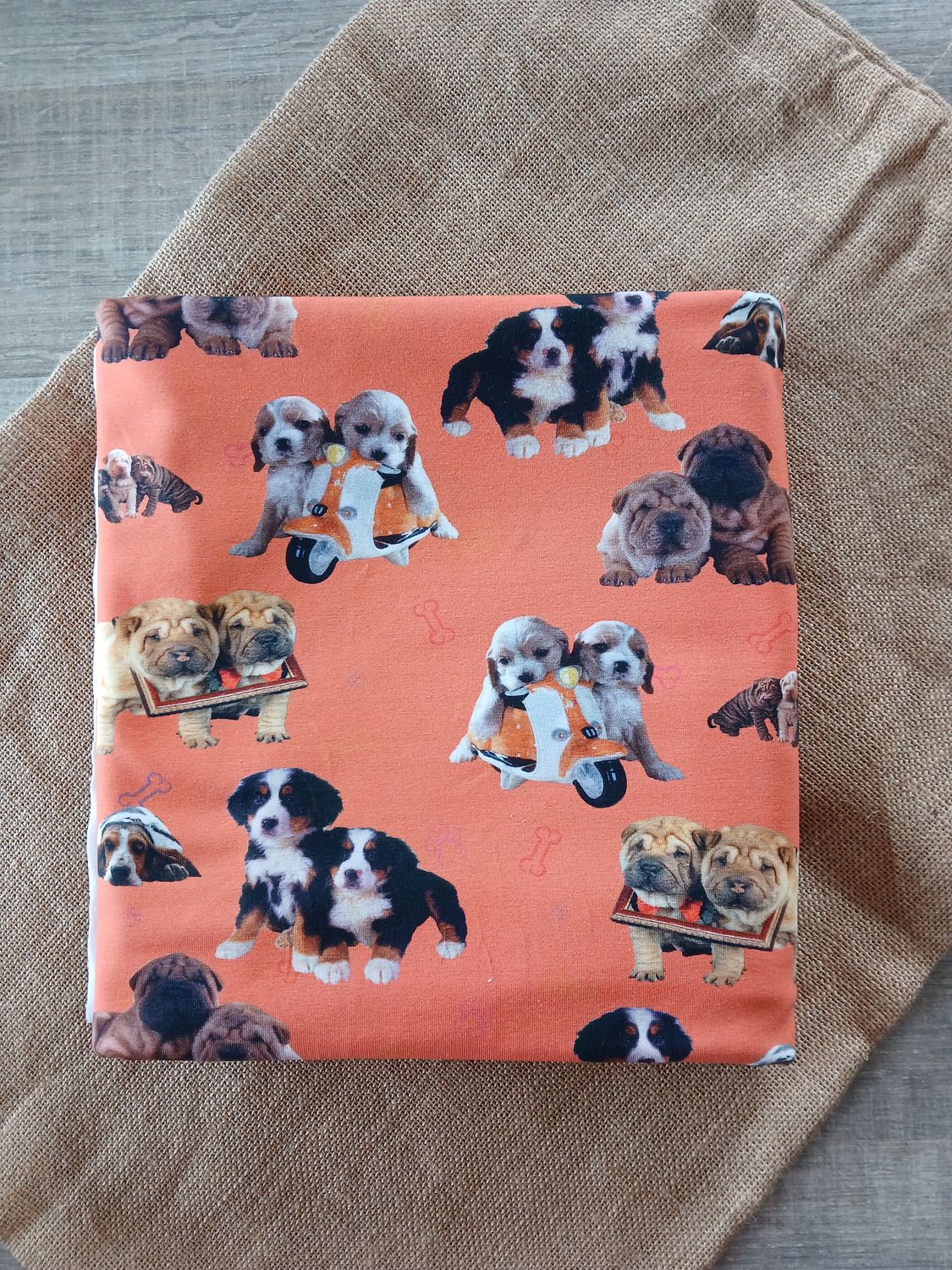 Jersey digital Twin puppies, orange