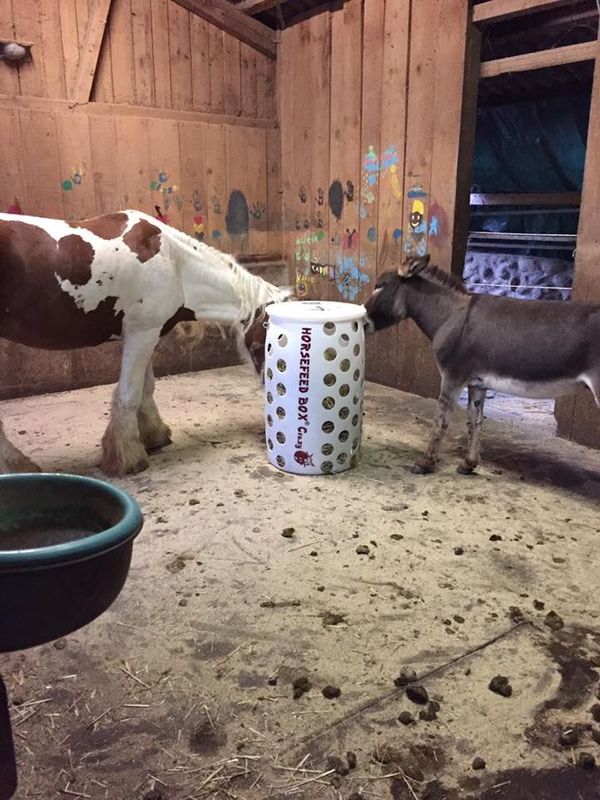 Original HORSEFEED BOX CRAZY BOMB