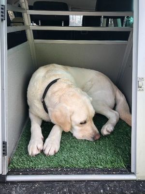 OPTIMAL Hundematte Kunstgras OPTIMAL Hundematte Kunstgras