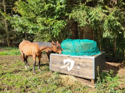 Original HAYMUNSTER Classic