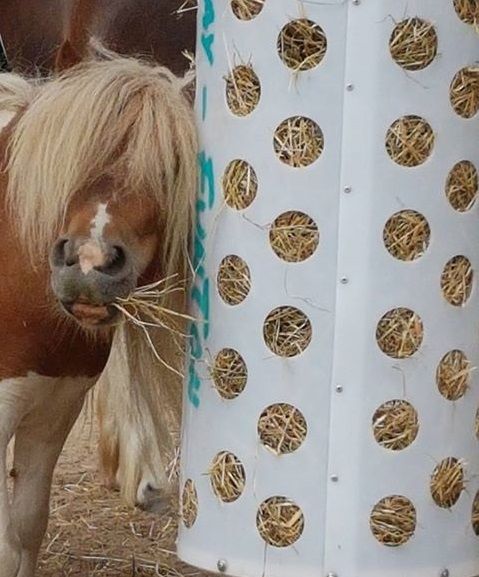 Original HORSEFEED BOX Fun Game