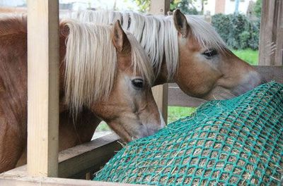 HORSEFEED BOX Futtersparnetz 4m x 4m - Diamond Cord