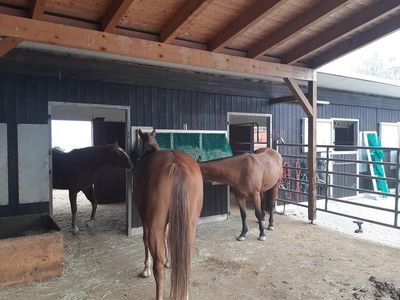 Original HORSEFEED BOX Feedbar Big XL, große Fütterungsbox für Pferde, robust und langlebig, ideal …