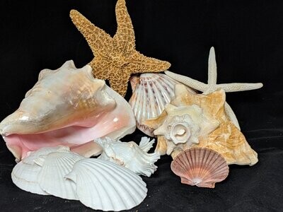 Shells, Sea Fans & Other Treasures of the Sea