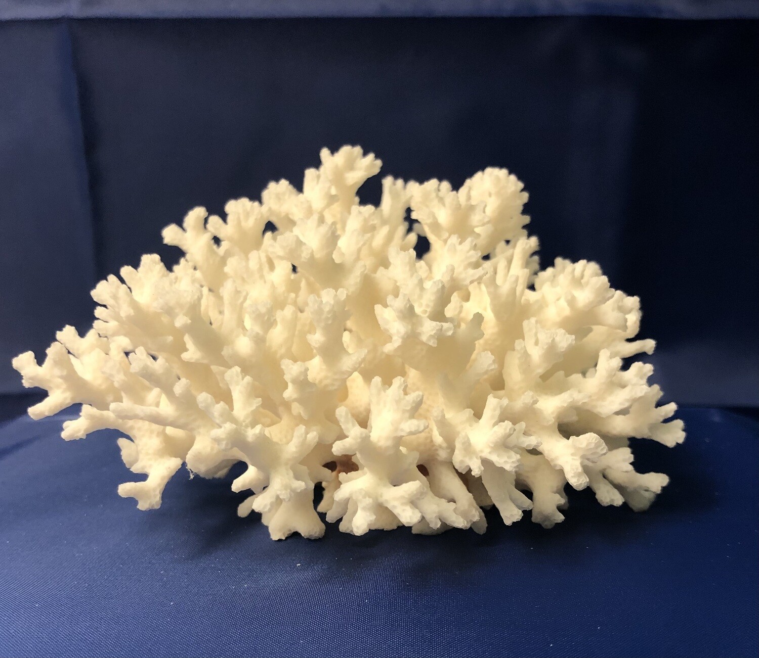 Lace Coral Specimen (5 x 4.5 x 3)