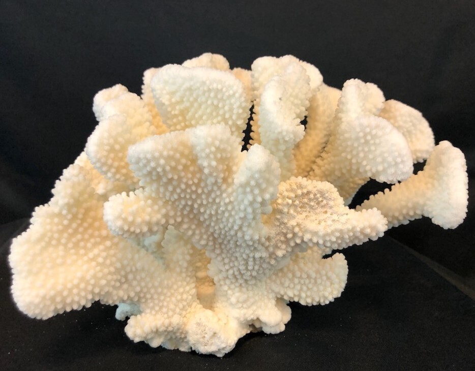 Cauliflower Coral 10-12"