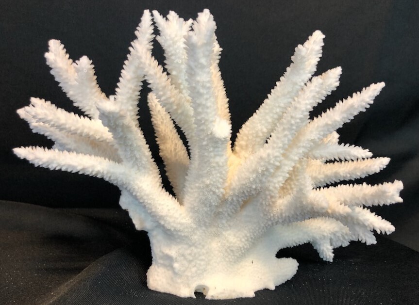 Staghorn Coral 10"