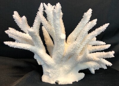Staghorn Coral 10