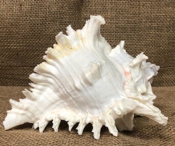 Murex Ramosa 8-9" Seashell