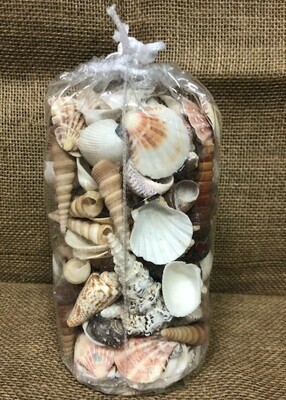 Large Mix of Philipine Shells - 1 Gallon Size