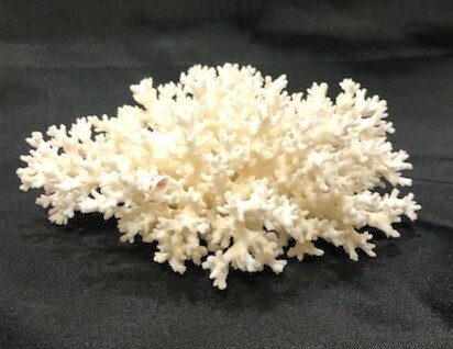 Lace Coral Specimen (7-10 Show)