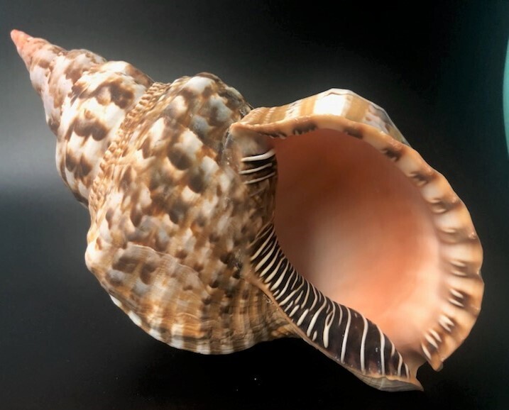 Atlantic Trumpet Triton Shell - One of Our Most Beautiful Shells (11-12")