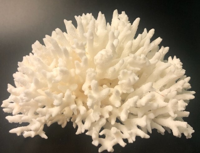 Birdsnest Coral Specimen (5" to 7" Show)