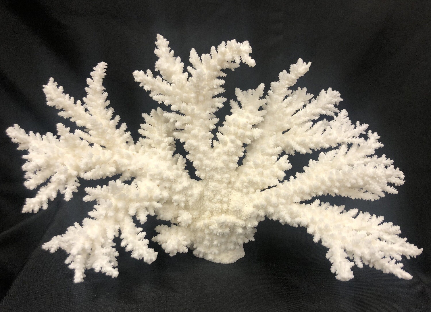 Authentic Branch Coral Specimen 12-14"