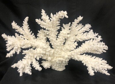 Authentic Branch Coral Specimen 12-14