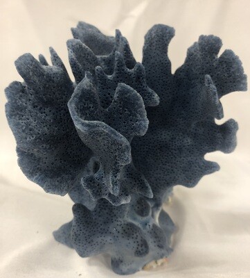 Authentic Blue Coral Specimen 5-7