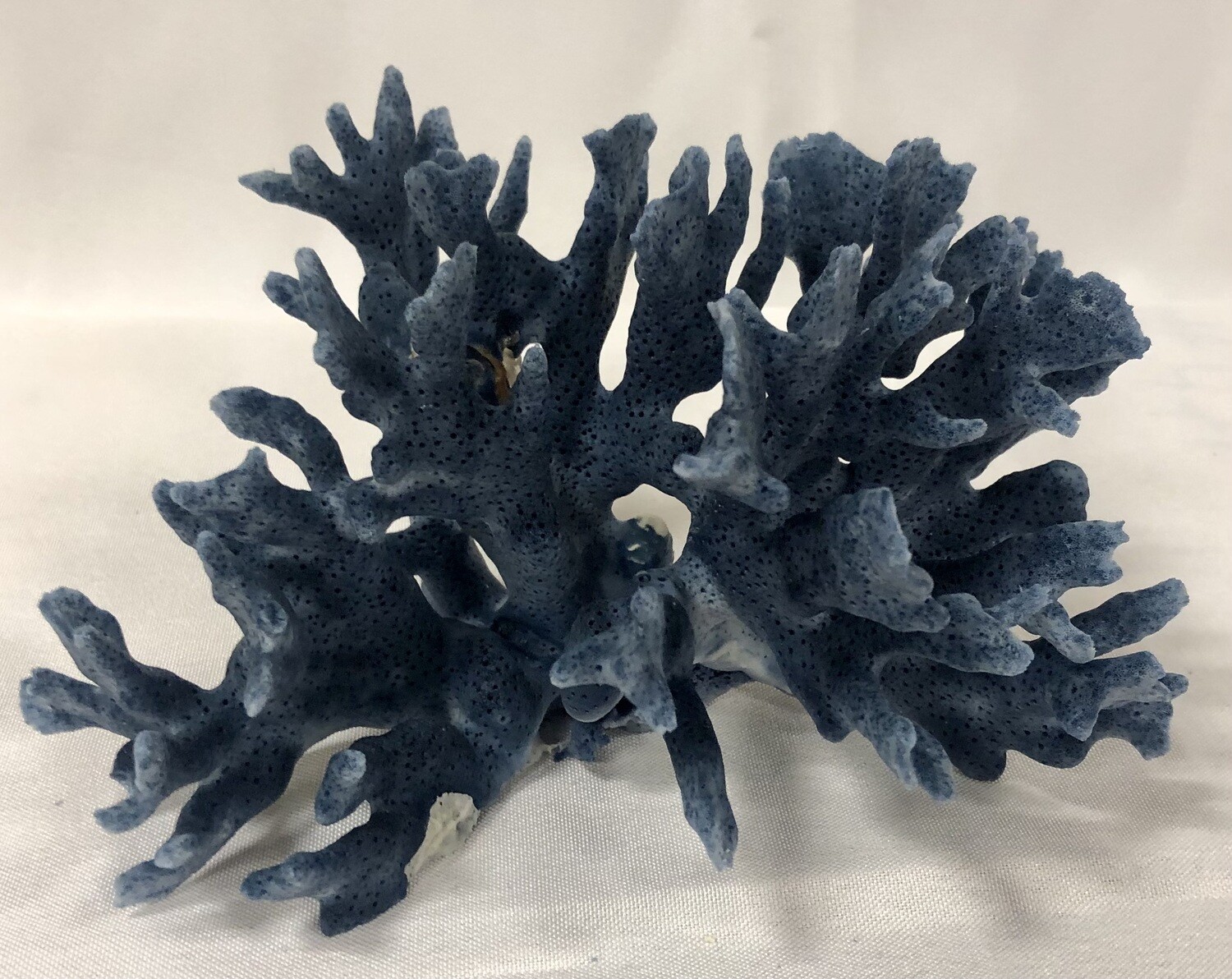 Authentic Blue Coral Specimen 5-7"