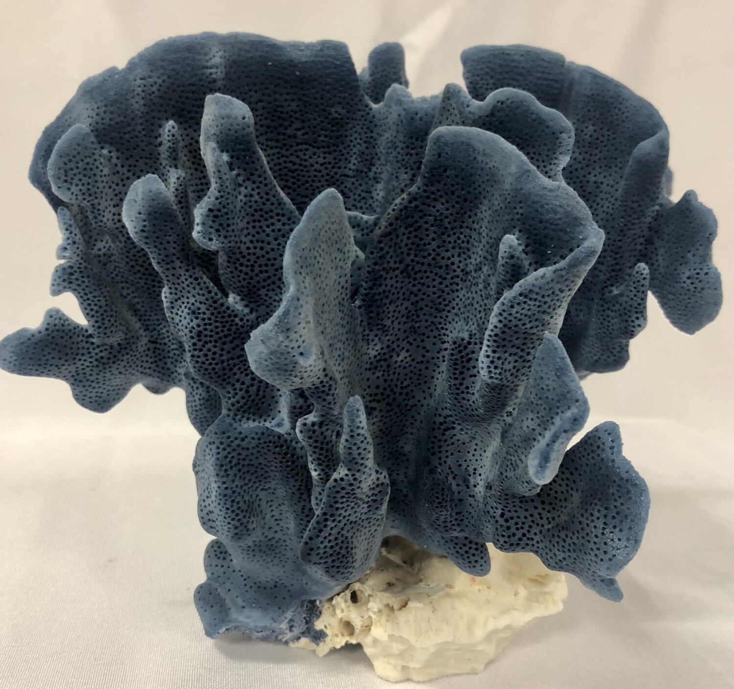 Authentic Blue Coral Specimen 7-10"