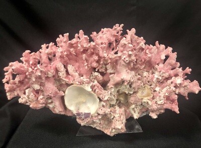 Authentic Rare Pink Coral Specimen 13"