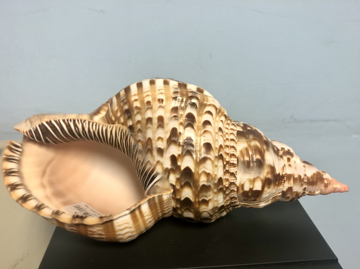 Triton Seashell - One of our Most Beautiful Shells (10-11")