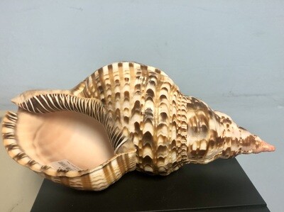 Triton Seashell - One of our Most Beautiful Shells (10-11
