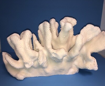 Authentic Cauliflower Coral 15-17