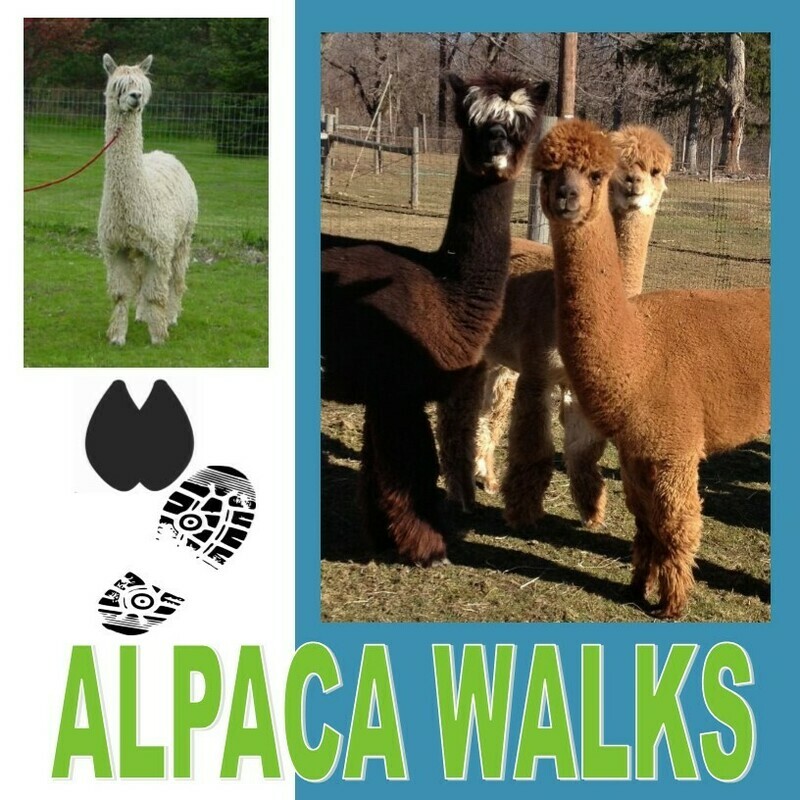 Alpaca Walks