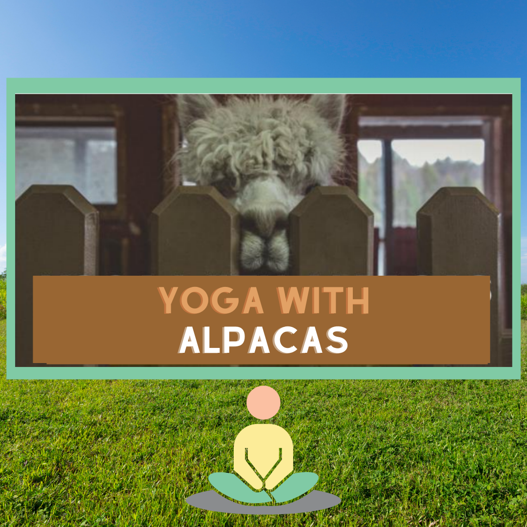 Yoga With Alpacas