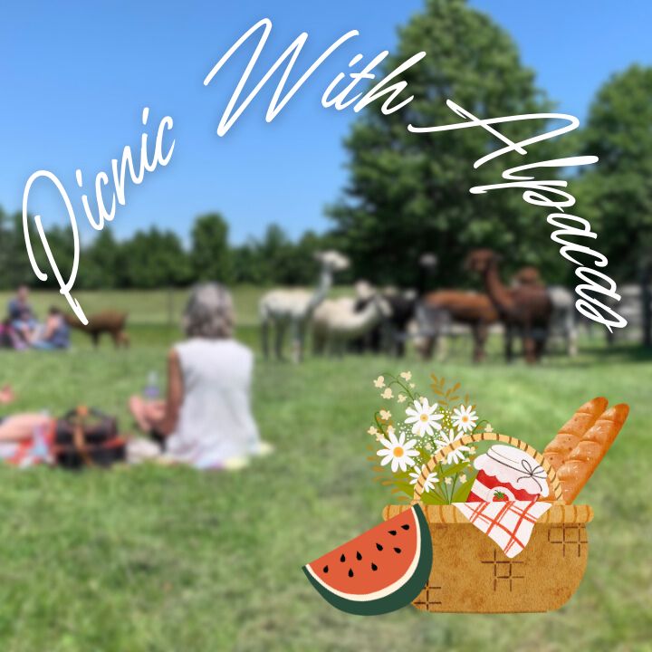 Picnic With Alpacas