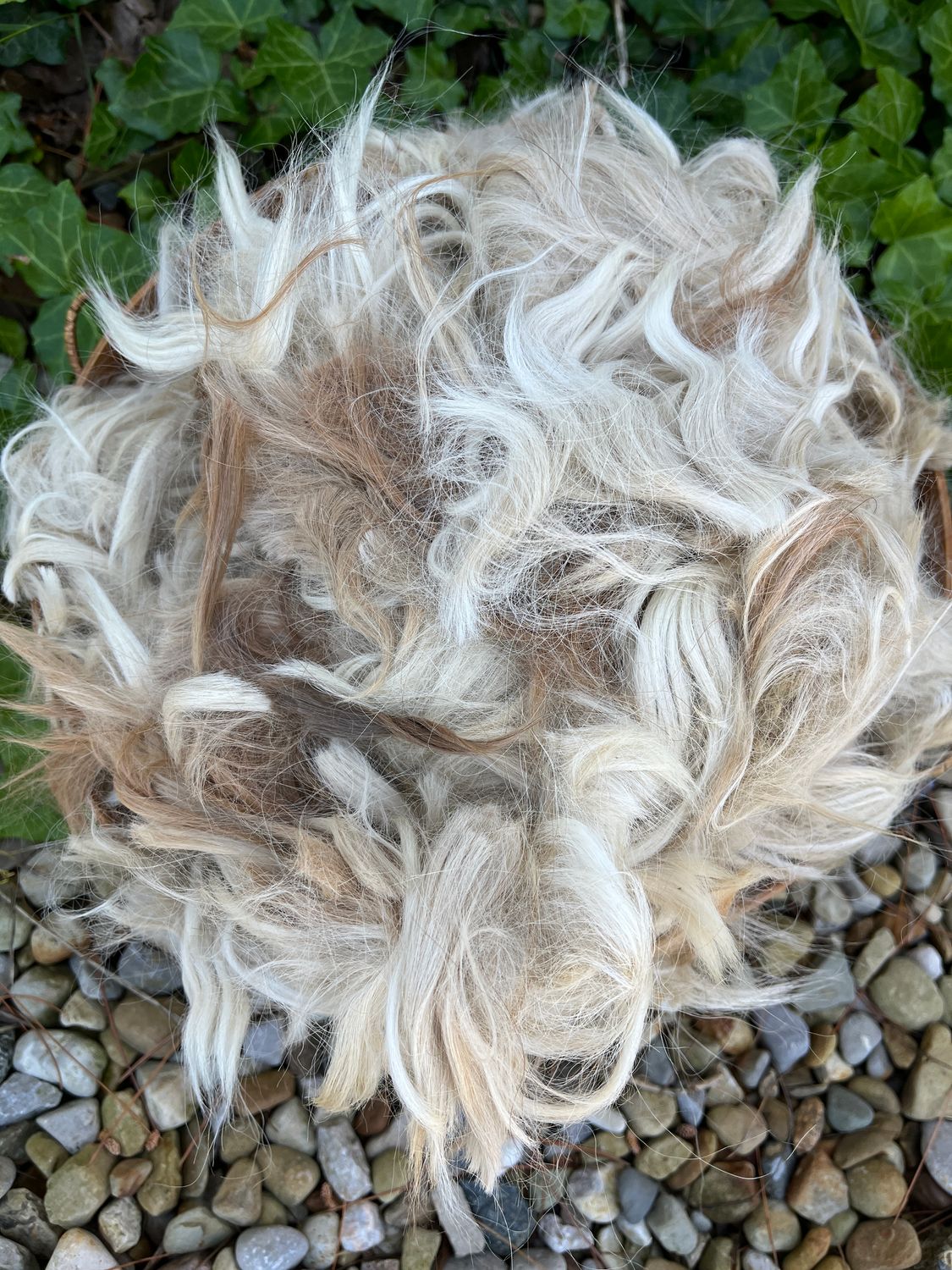 Suri Alpaca Neck Fiber, Beige with Light Fawn, Lorelei